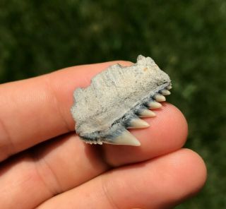 Rare 1.  10 " Lee Creek Aurora Cow Shark Tooth Teeth Fossil Sharks Necklace Jaws