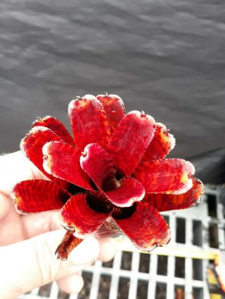 Rare Bromeliad Plant Dwarf Mini Torch Red Small Miniature Ornamental Neoregelia