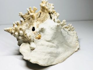Rare Large Queen Conch Horned Seashell With Coral Seaside Ocean Decor 9 In