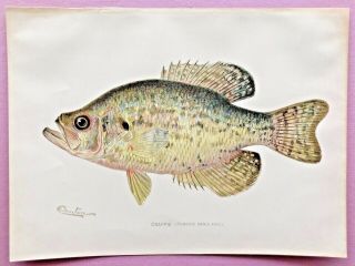 1902/03 RARE Antique DENTON FISH Print CRAPPIE Pomoxis annularis CHROMO L@@K 2