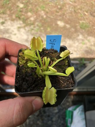 Venus Flytrap Dionaea Muscipula “space” Very Rare Must Have