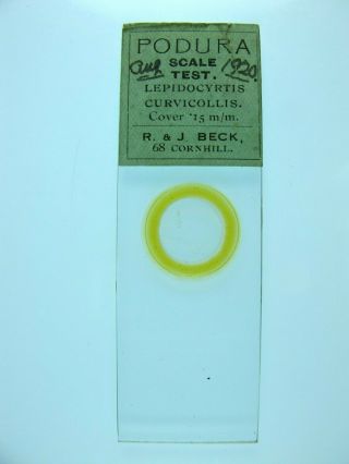 Antique Microscope Slide By R & J Beck.  Podura Scale Test.  Lepidocyrtis.