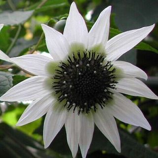 Extremely Rare - White " Tree Sunflower " - Rojasianthe Superba - Plant
