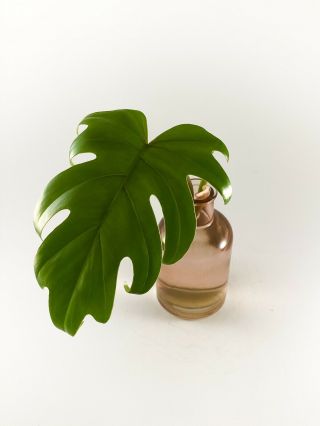 Philodendron Mayoi Cutting - Tahiti - Rare Aroid - Not Monstera
