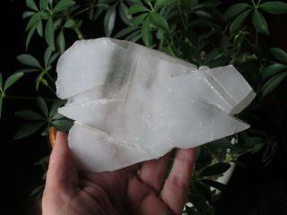 Rare Top Grade Angel Wing Calcite Crystal Vintage Old Stock Durango,  Mexico