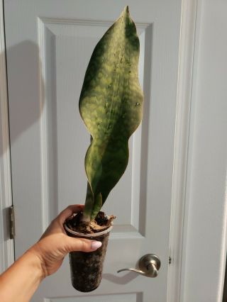 Huge Rare Sansevieria Masoniana Whale Fin Rooted Plant 18 Inch With Pup