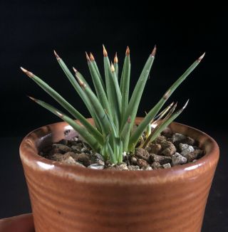Agave Albopilosa - Rare,  Titanota,  Utahensis,  Ariocarpus