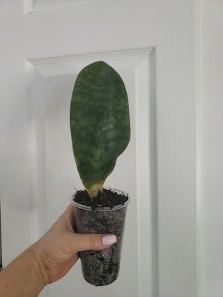 Huge Rare Sansevieria Masoniana Whale Fin Rooted Plant 10 Inch