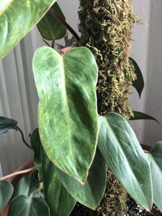 Variegated Philodendron Painted Lady Cutting - Rare Aroid - Pink Stem