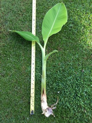 Musa Cali Gold Banana Plant / Rare / Pup / 1.  5’ Pstem Height