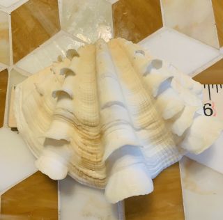 Vintage Large 5 3/4 " Natural Clam Shell Tridacna Gigas Seashell Rare