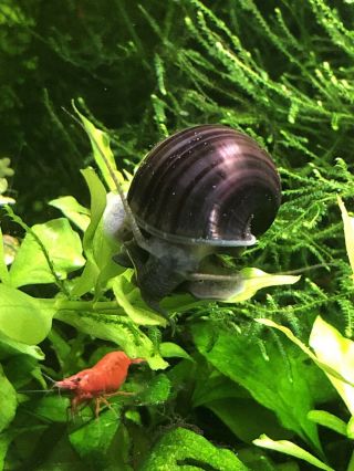 3,  1 Purple Mystery Snails Dark Foot (pomacea Bridgesii) Live Snails Rare