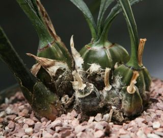 Eulophia Paniculata " Desert Orchid " Succulent Rare Big Mound Clump Terestrial
