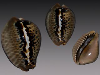 Seashell Cowrie Cypraea Mus Special Color “niger” Very Rare Pattern.  40.  1 Mm
