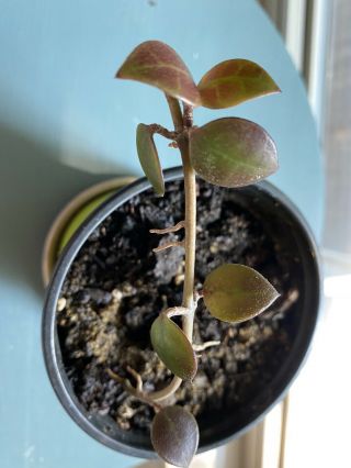 Rare Hoya Sipitangenesis.  Exact Plant In Photo.  Fully Rooted.