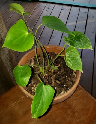 Anthurium Faustinos Giant Rare Aroid Ships Bare Root And Prioity