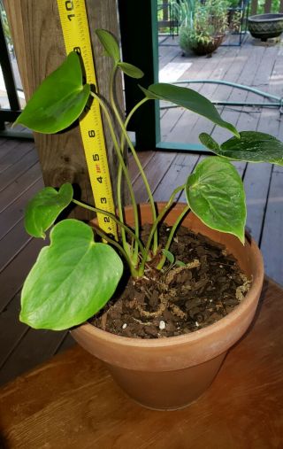 Anthurium Faustinos giant Rare Aroid Ships Bare Root and Prioity 2