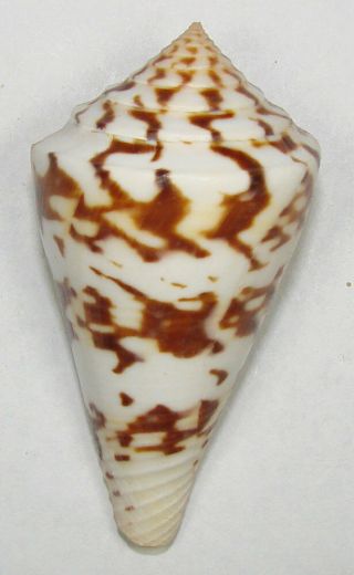 Conus Centurio 55.  50mm Choice Rare Specimen Santa Marta,  Colombia