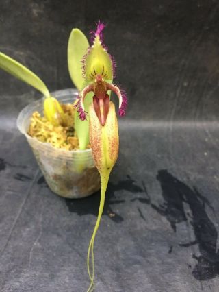 Bulbophyllum Fascinator Var Semi - Alba Rare Blooming Size Orchid Species 4