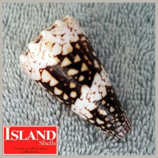 Gem Conus Vidua Cuyoensis 1 45.  0mm Rare Beauty From The Philippines