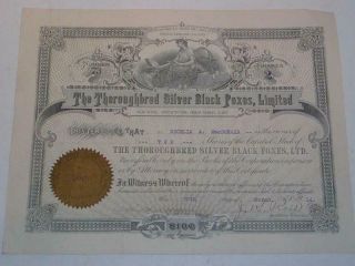 Antique Stock Certificate - " The Thoroughbred Silver Black Foxes,  Limited C1924