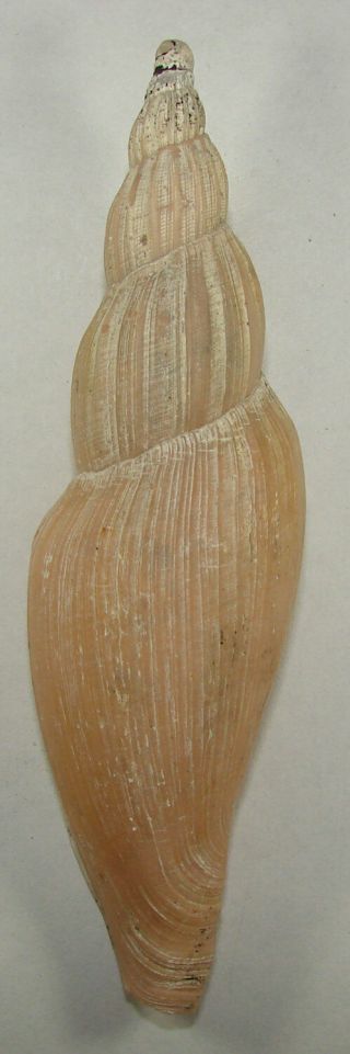 Voluta Allaryi 140.  87mm Rare Specimen Off South China Sea 2008
