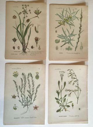 German Botanicals; 1880 