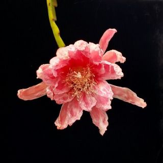 Epiphyllum 