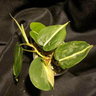 Rare - Variegated Philodendron Hederaceum Cream Splash Not Rio Brazil Or Silver