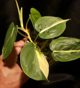 RARE - Variegated Philodendron hederaceum cream splash NOT rio brazil or silver 2