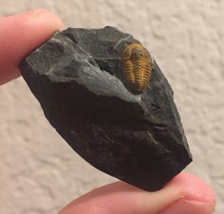 Rare Czech Republic Fossil Trilobite Skreiaspis Spinosa Devonian Fossil
