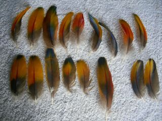 17 Macaw Feathers,  Unusual Colors,  Rare 3  - 5  
