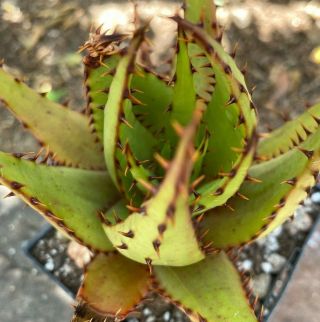 A,  Large Aloe Broomii Var.  Tarkaensis Rare South Africa Snake Mountain Aloe