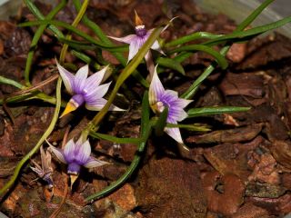 Dendrobium Cyanocentrum Rare Miniature Orchid Species Terrarium