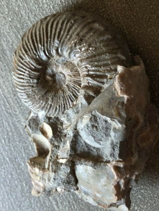 Rare Sough Dakota Fossil Ammonite Prioocyclus Cretaceous Carlile Shale