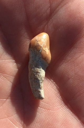MEGA RARE PRISTINE fossil NEOTHERIUM tooth MIOCENE Shark Tooth Hill Bakersfield 2