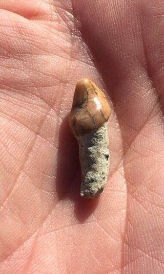 MEGA RARE PRISTINE fossil NEOTHERIUM tooth MIOCENE Shark Tooth Hill Bakersfield 3
