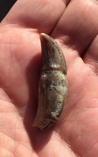 Very Rare Fossil Mammal Tooth Miocene Shark Tooth Hill Bakersfield Undescribed