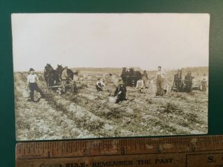 Antique Real Photo Postcard Farmers & Horse Teams Potato Harvest Maine? Rppc
