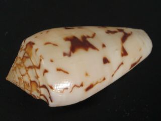 Rarely Seen Beauty.  Conus Chusaki 39.  9mm Thailand Seashell