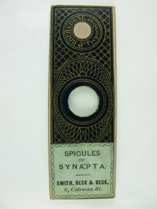 Antique Microscope Slide By J.  Bourgogne/smith,  Beck & Beck.  Spicules Of Synapta.