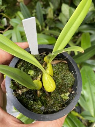 Bulbophyllum Mysorense Very Rare Miniature Orchid Species From India Bloom Size