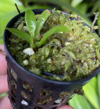 Bulbophyllum Sannio Very Rare Miniature Orchid Species Png Cool To Warm Growing