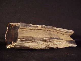 Rw Rare 6 " Long " Petrified Wood Limb " From Eagles Nest In Oregon