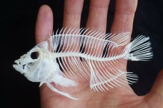 Rare Zebra Cichlid Fish Skeleton Real Complete Animal Museum Grade Taxidermy