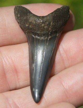 Mako Shark Tooth Isurus Desori Fossil Rare South Carolina