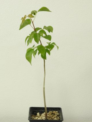 Commiphora Multijuga - Namibia - Seedling - Caudex - Rare - Succulent
