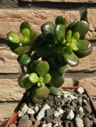 Crassula Dwarf Jade " Komaengii " Rare Rooted Plant No Variegated