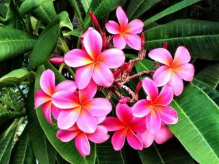 Florida Professionally Grown Pink (rare) Plumeria Cutting 15 To 17” - Rooted