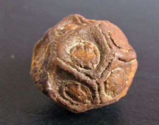 - Top - - - Top - - Very Rare Fossil Fruit.  Operculifructus.  Cretaceous.  Mexico.  Nºmc06